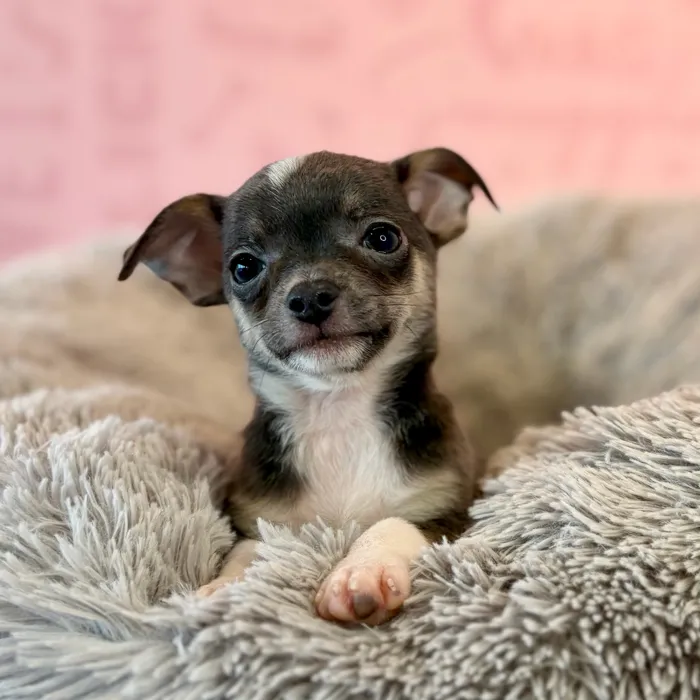 Male Chihuahua puppy named Peewee for sale at Waggles Dayton.