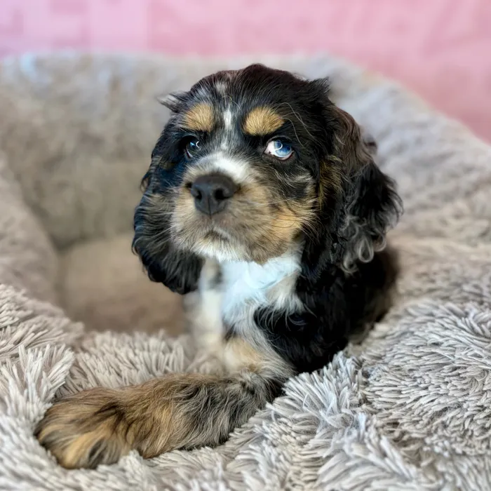 Male Cocker Spaniel puppy named Denny for sale at Waggles Dayton.