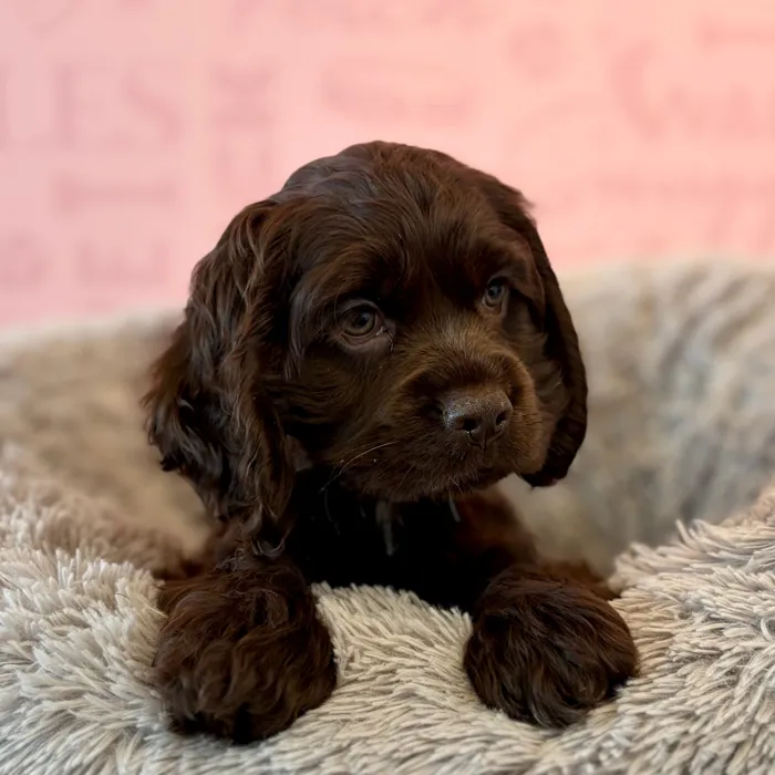 Female Cocker Spaniel puppy named Nutmeg for sale at Waggles Dayton.