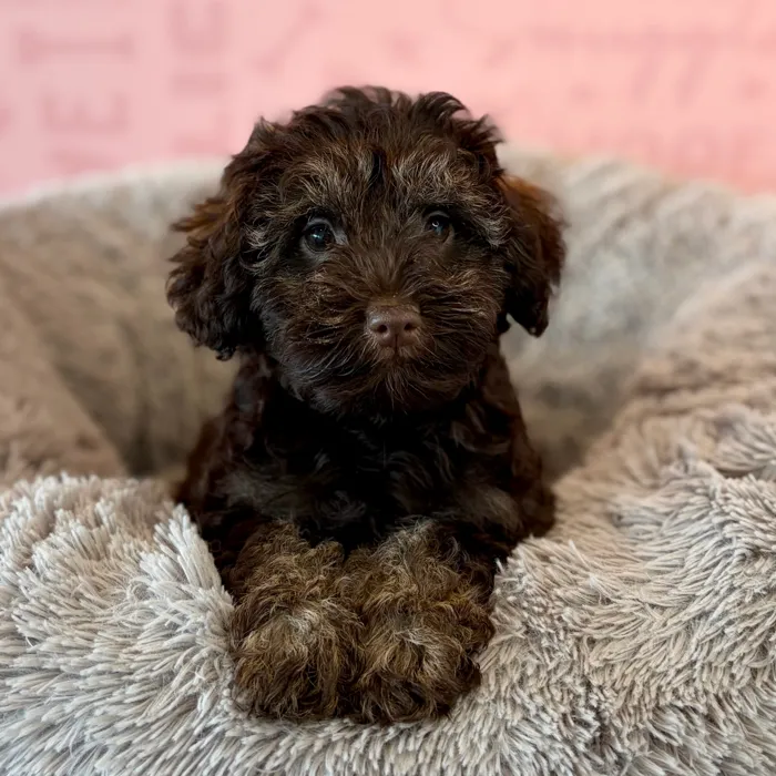 Male Schnoodle puppy named Cardigan for sale at Waggles Dayton.