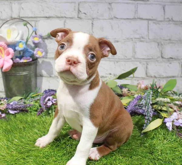 Male Boston Terrier puppy named Boots for sale at Waggles Dayton.
