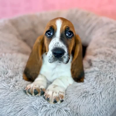 Female Basset Hound puppy named Darla for sale at Waggles Dayton.