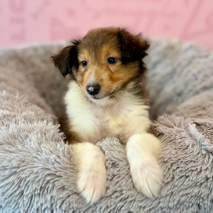 Male Sheltie puppy named Sarge for sale at Waggles Dayton.