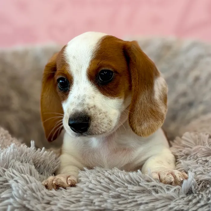 Male Dachshund puppy named Major for sale at Waggles Dayton.