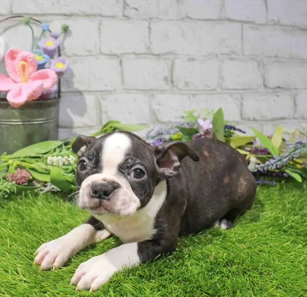 Female Boston Terrier puppy named Frankie for sale at Waggles Dayton.