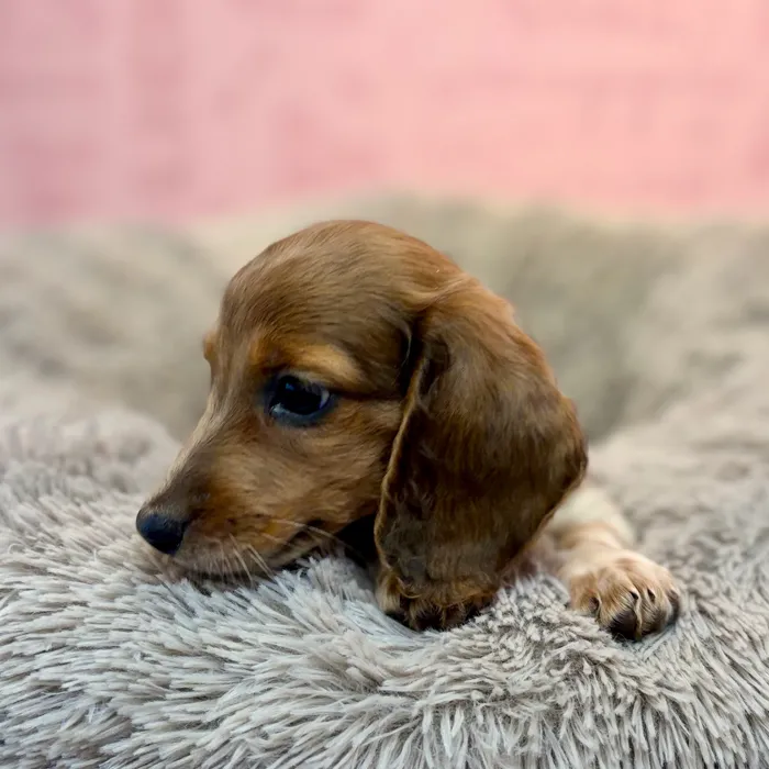 Male Dachshund puppy named Cheddar for sale at Waggles Dayton.