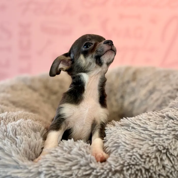 Male Chihuahua puppy named Peewee for sale at Waggles Dayton.
