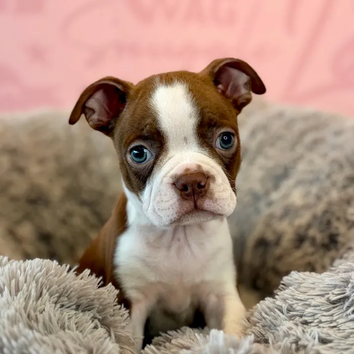 Male Boston Terrier puppy named Boots for sale at Waggles Dayton.