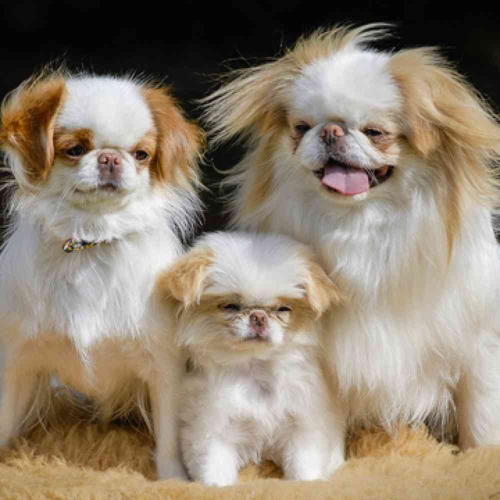 Japanese Chin Puppies for Sale image
