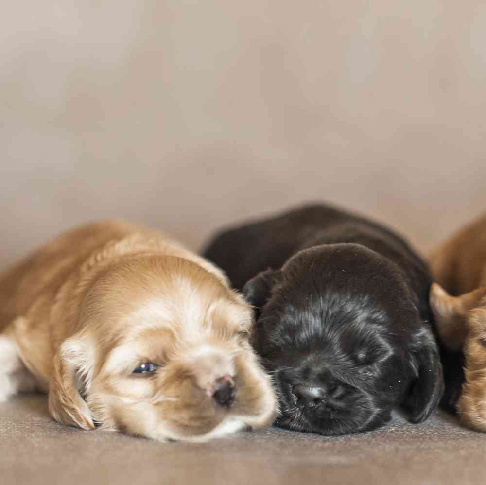 Cocker Spaniel Puppies for Sale image
