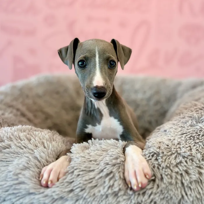 Female Italian Greyhound puppy named Jelly for sale at Waggles Dayton.