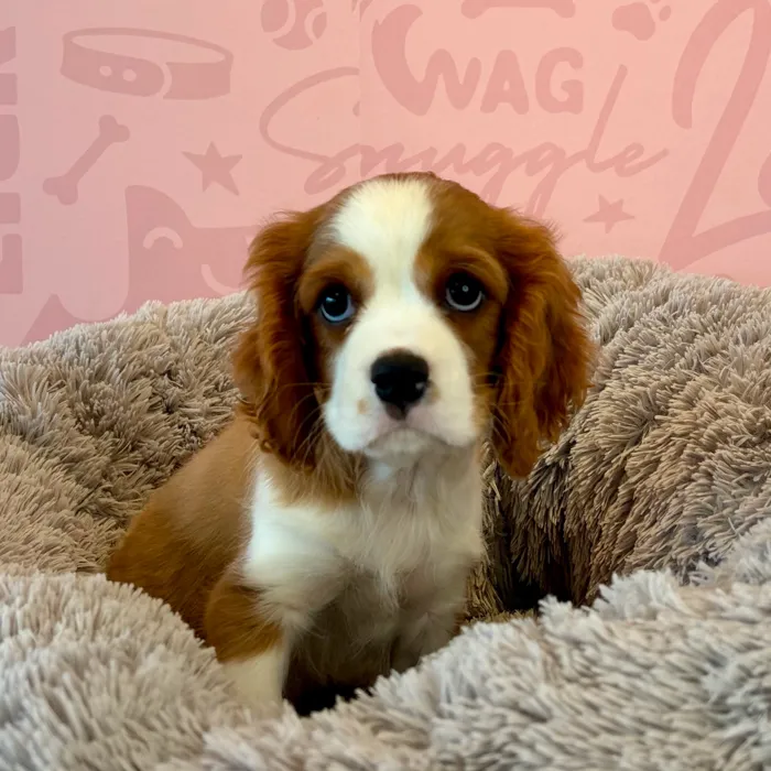 Male Cavalier King Charles Spaniel puppy named Henry for sale at Waggles Dayton.