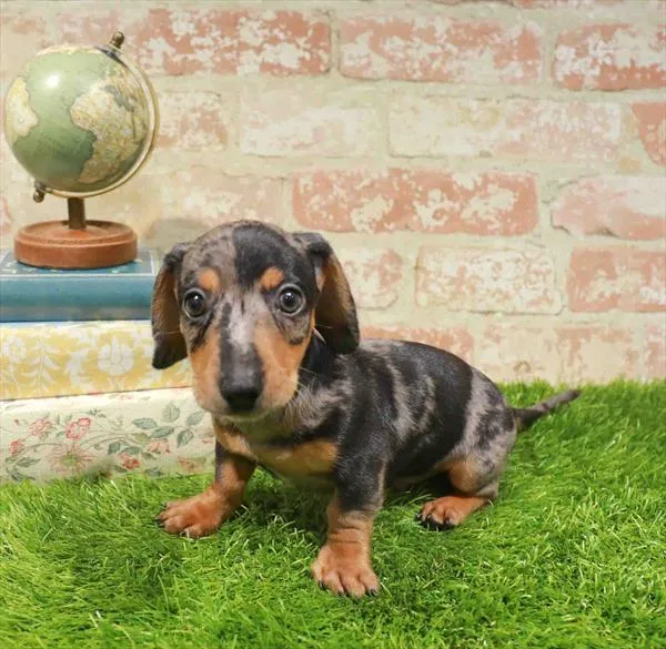 Male Dachshund puppy named Big Dill for sale at Waggles Dayton.