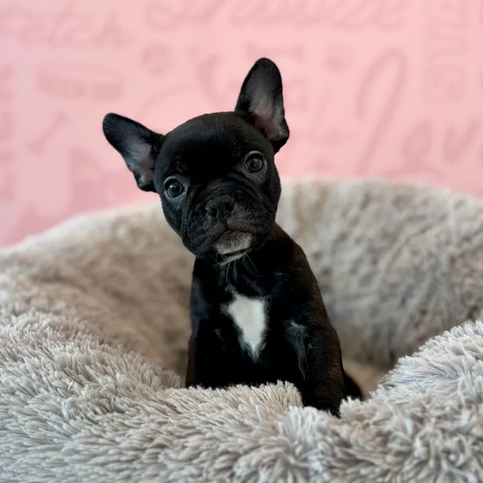 Female Frenchton puppy named Belle for sale at Waggles Dayton.