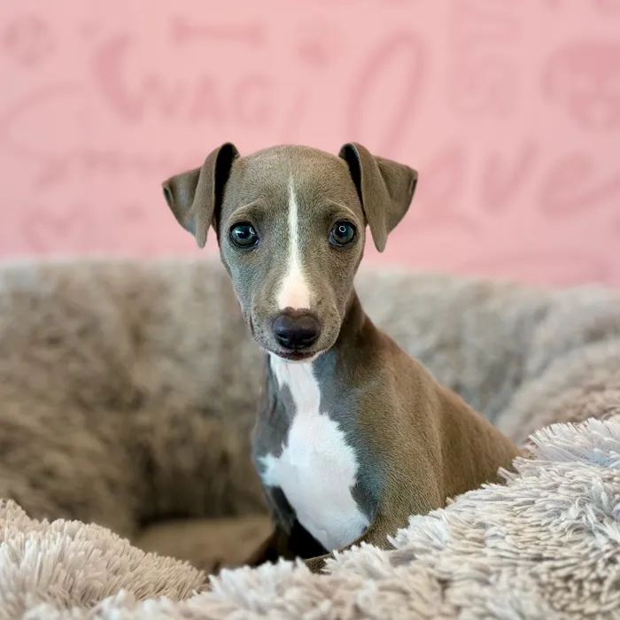 Female Italian Greyhound puppy named Jelly for sale at Waggles Dayton.