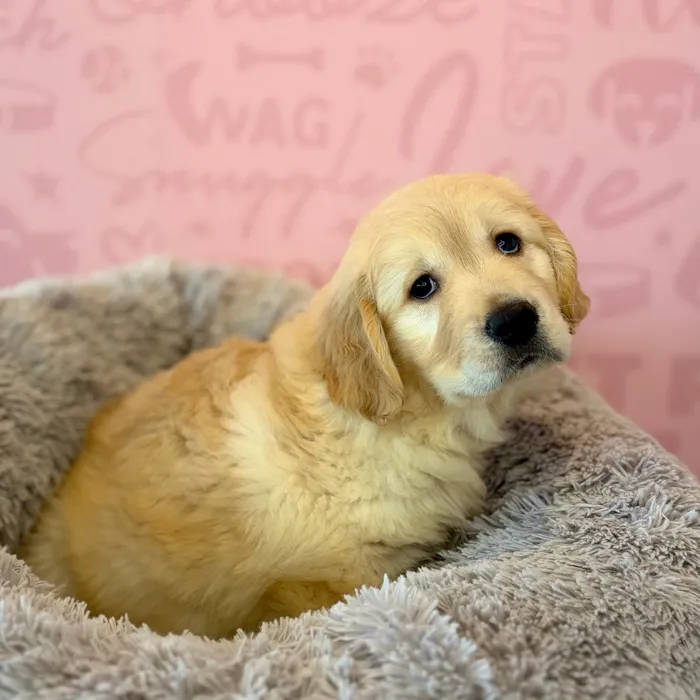 Female Golden Retriever puppy named Hocus for sale at Waggles Dayton.