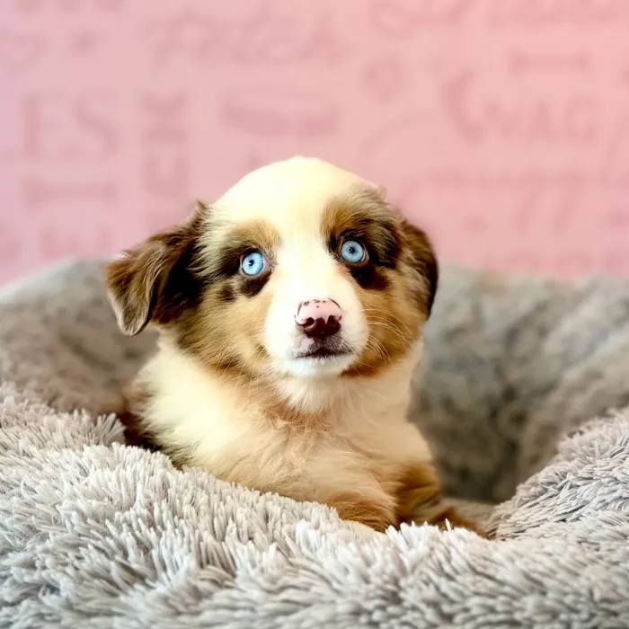 Male Mini Aussie puppy named Henry for sale at Waggles Dayton.