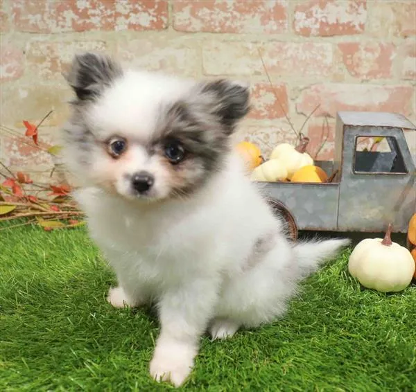 Male Pomeranian puppy named Acorn for sale at Waggles Dayton.