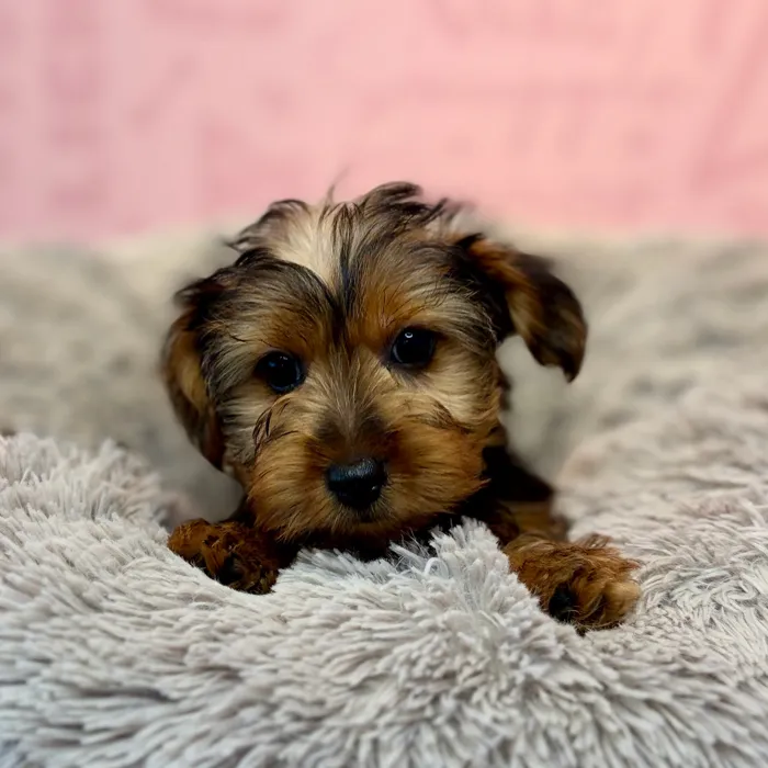 Male Yorkie puppy named Provolone for sale at Waggles Dayton.