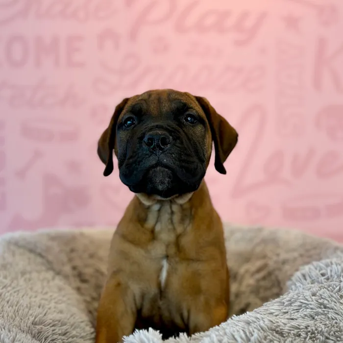 Female Bullmastiff puppy named Nana for sale at Waggles Dayton.