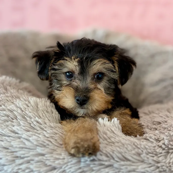 Male Yochon puppy named Frankenstein for sale at Waggles Dayton.