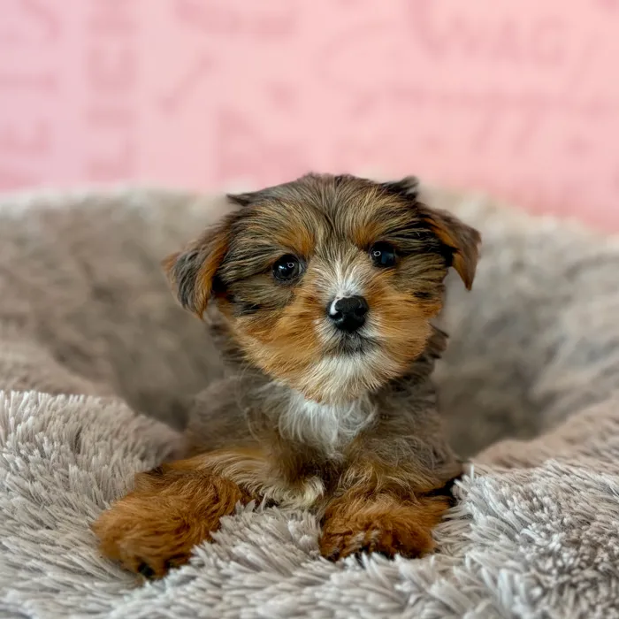 Female Yorkie puppy named Pumpkin for sale at Waggles Dayton.