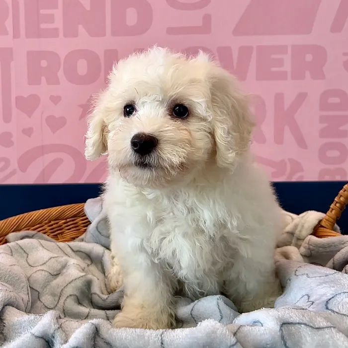 Male Bichon puppy named Smith for sale at Waggles Dayton.