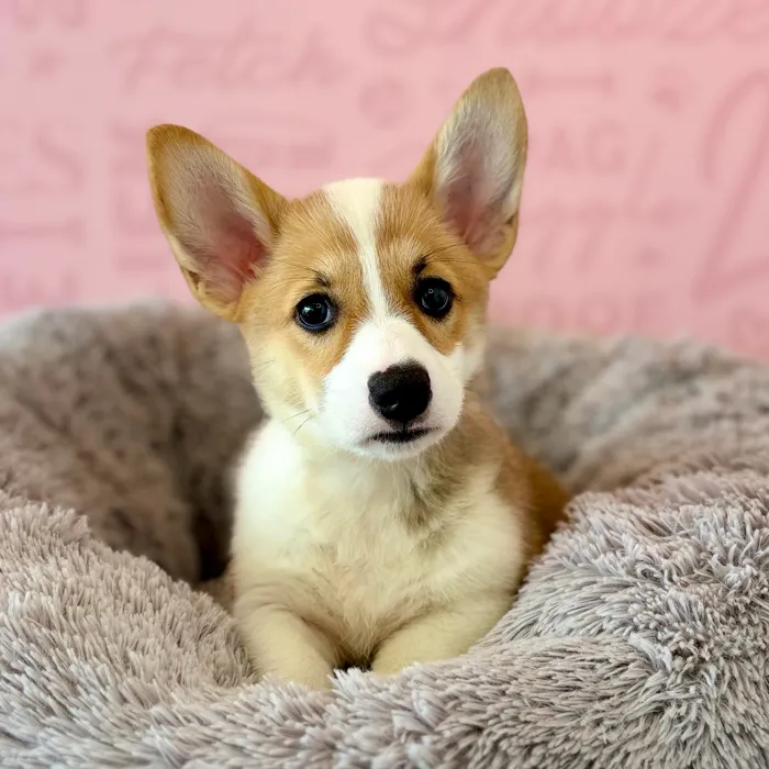 Male Pembroke Welsh Corgi puppy named Vincent for sale at Waggles Dayton.