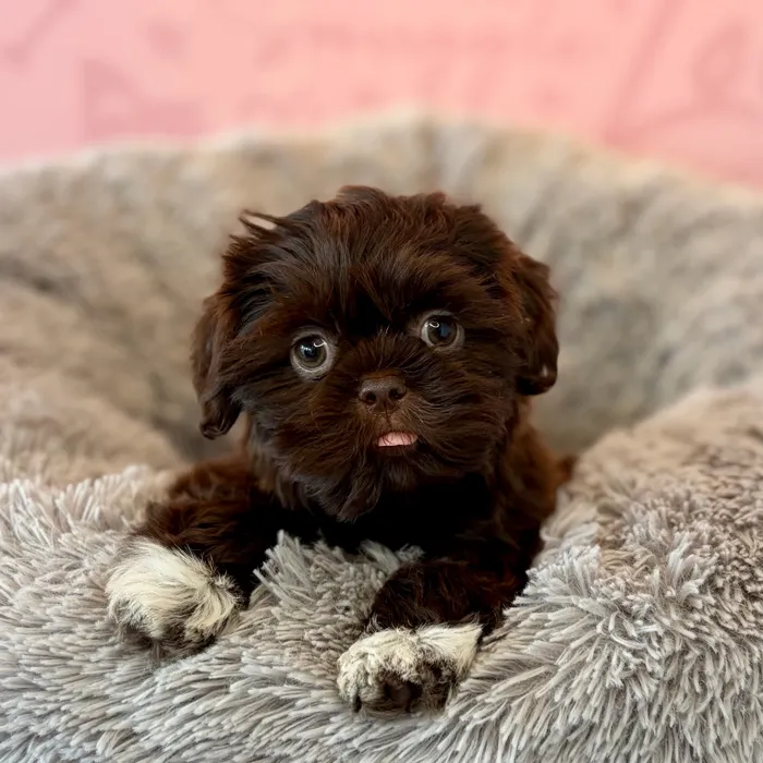 Male Shih Tzu puppy named Chucky for sale at Waggles Dayton.