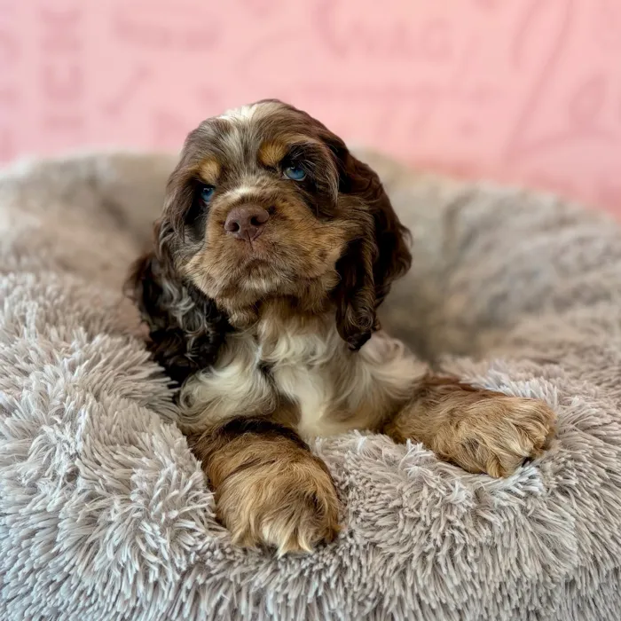 Male Cocker Spaniel puppy named Nestle for sale at Waggles Dayton.