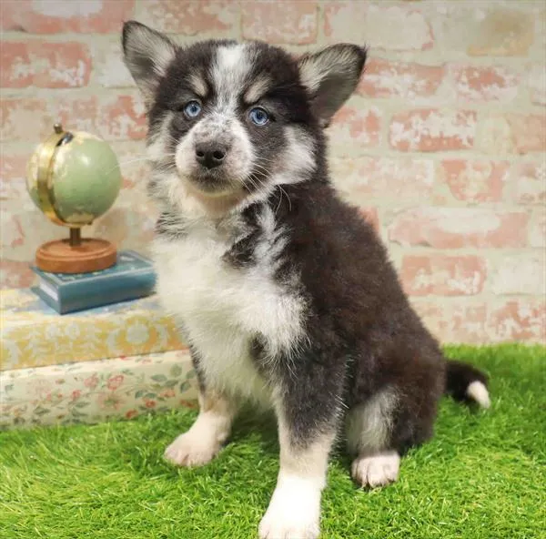 Female Pomsky puppy named Luna for sale at Waggles Dayton.