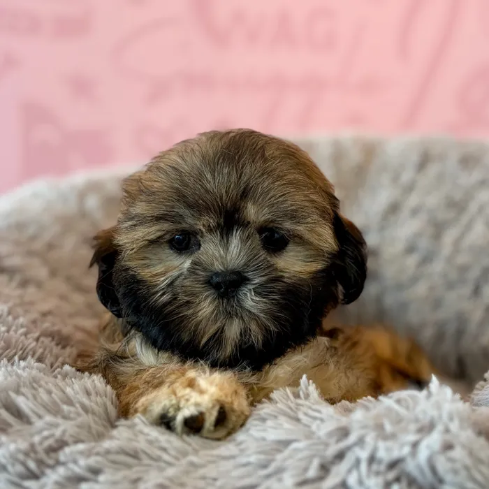 Male Shih Tzu puppy named Carl Dean for sale at Waggles Dayton.