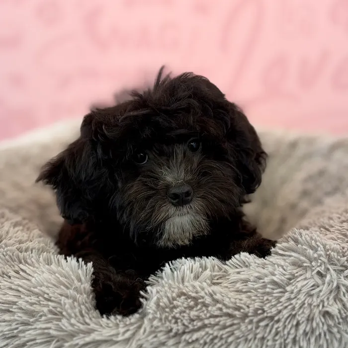 Female 2Nd Gen Mini Bernadoodle puppy named Chelsea for sale at Waggles Dayton.