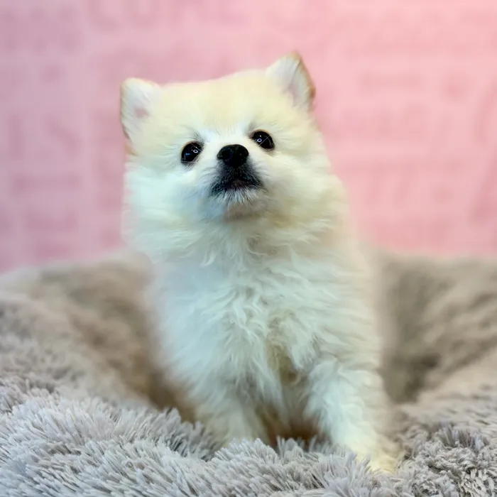 Male Pomeranian puppy named Parmesan for sale at Waggles Dayton.