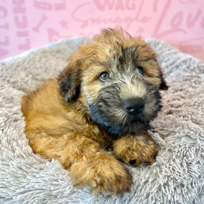 Male Soft Coated Wheaten Terrier puppy named Charlie Brown for sale at Waggles Dayton.