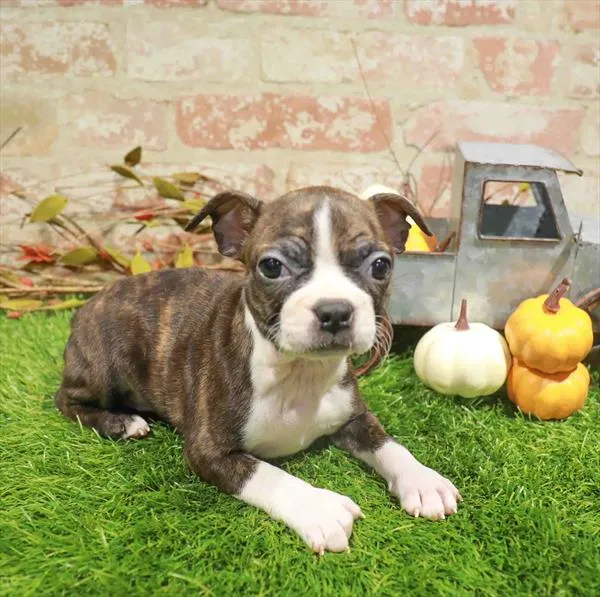 Female Boston Terrier puppy named Cinnamon for sale at Waggles Dayton.