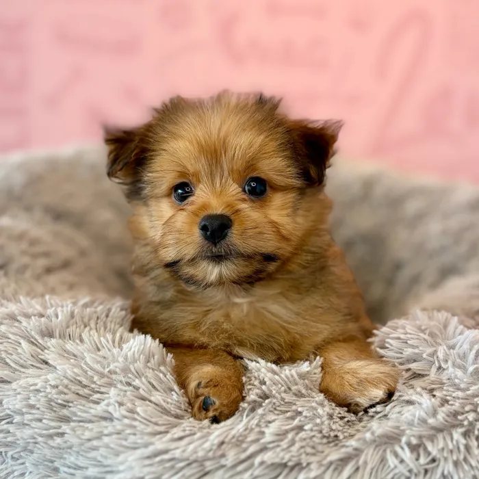 Male Yorkie-Pom puppy named Ripley for sale at Waggles Dayton.