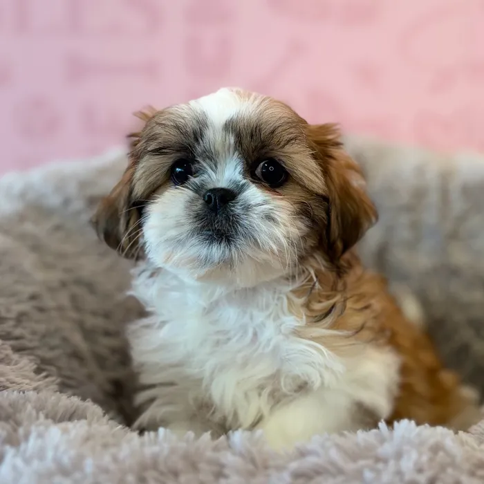 Female Shih Tzu puppy named Lovey for sale at Waggles Dayton.