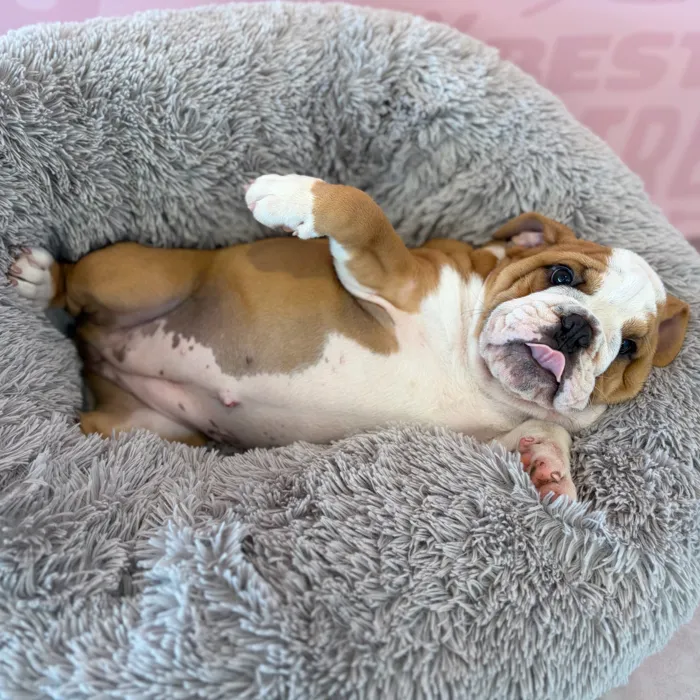 Female English Bulldog puppy named Fiona for sale at Waggles Dayton.