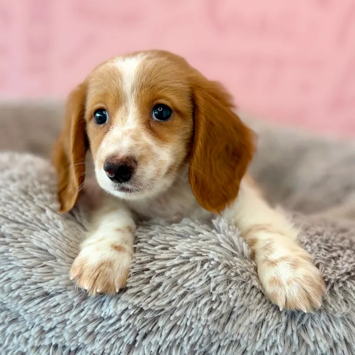 Male Dachshund puppy named Candy Corn for sale at Waggles Dayton.