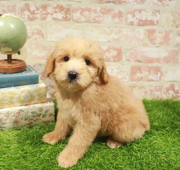 Female Mini Goldendoodle puppy named Aspen for sale at Waggles Dayton.