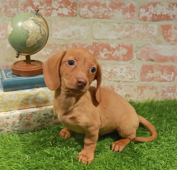 Male Dachshund puppy for sale at Waggles Dayton.