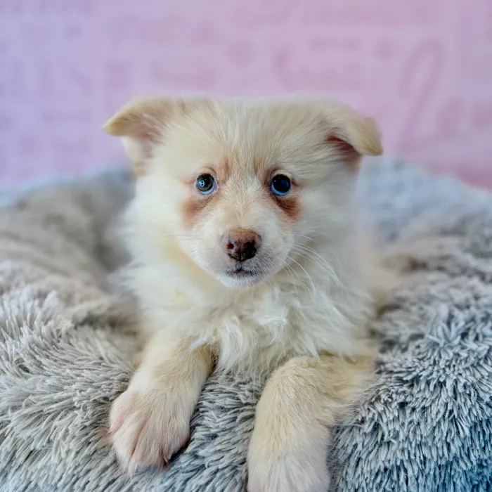 Female Pomsky puppy named Muffin for sale at Waggles Dayton.