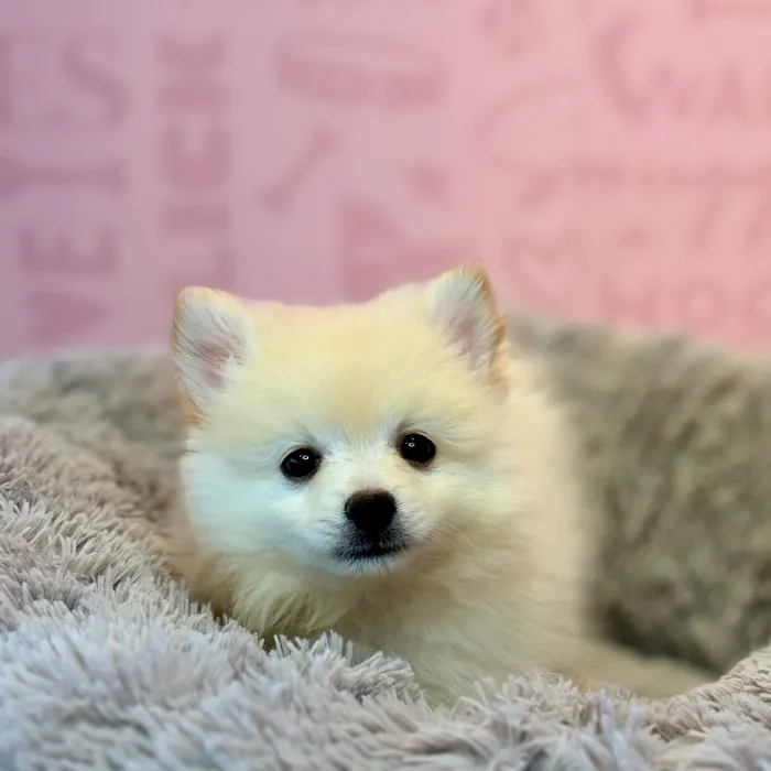 Male Pomeranian puppy named Parmesan for sale at Waggles Dayton.