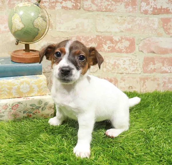 Female Jack Russell Terrier puppy named Jack-O for sale at Waggles Dayton.