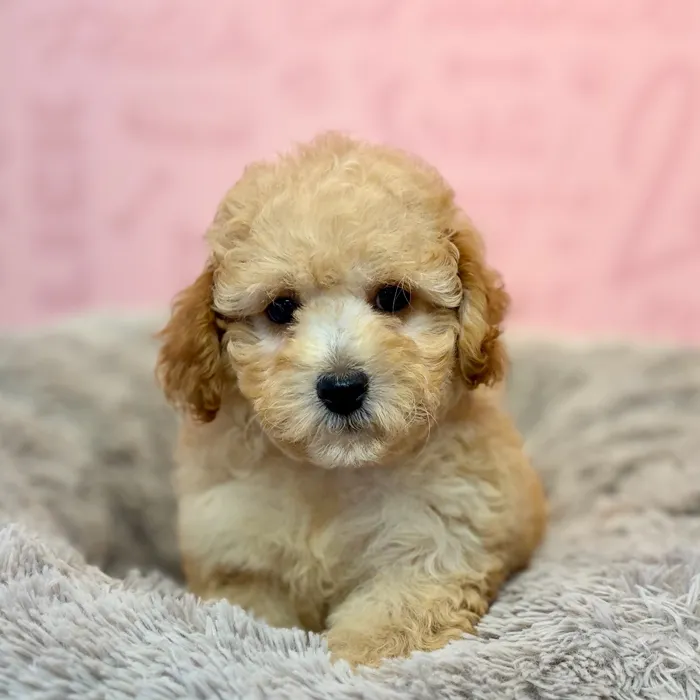 Female Poodle puppy named Fuzzywuzzy for sale at Waggles Dayton.