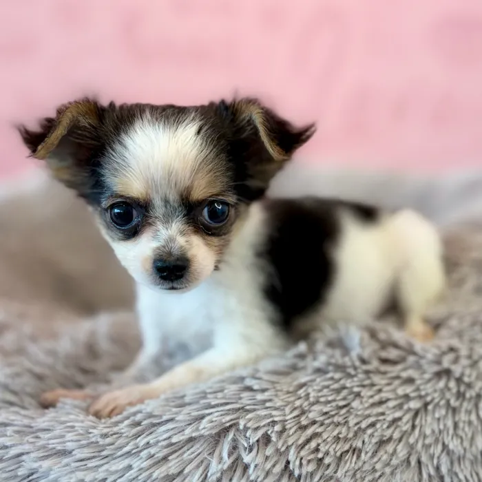 Female Chihuahua puppy named Junie for sale at Waggles Dayton.