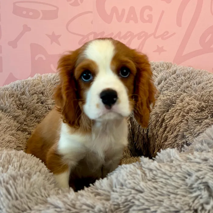 Male Cavalier King Charles Spaniel puppy named Henry for sale at Waggles Dayton.