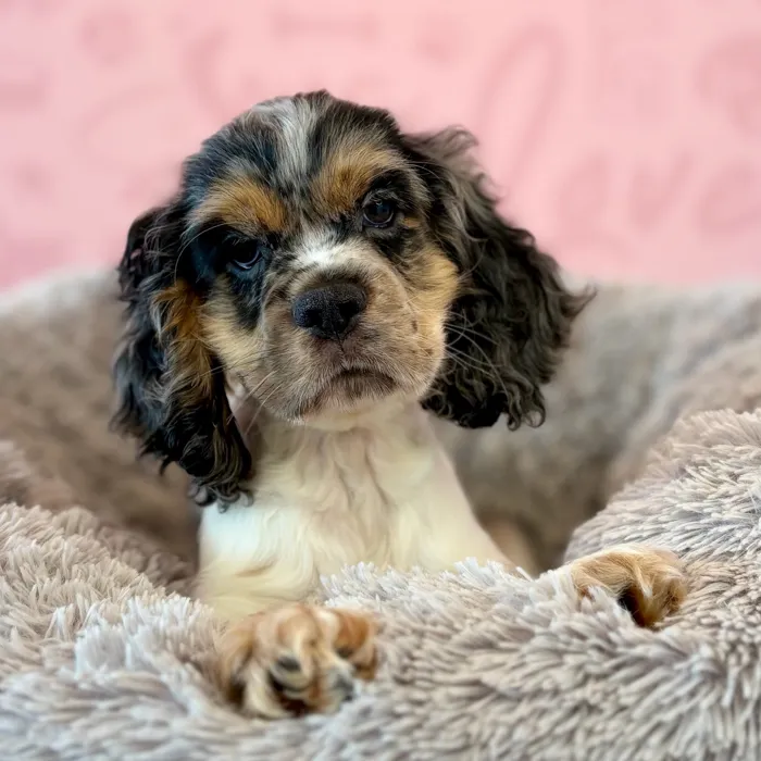 Male Cocker Spaniel puppy named Gravy for sale at Waggles Dayton.