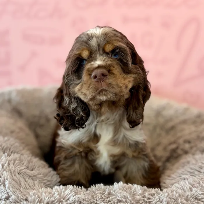 Male Cocker Spaniel puppy named Nestle for sale at Waggles Dayton.